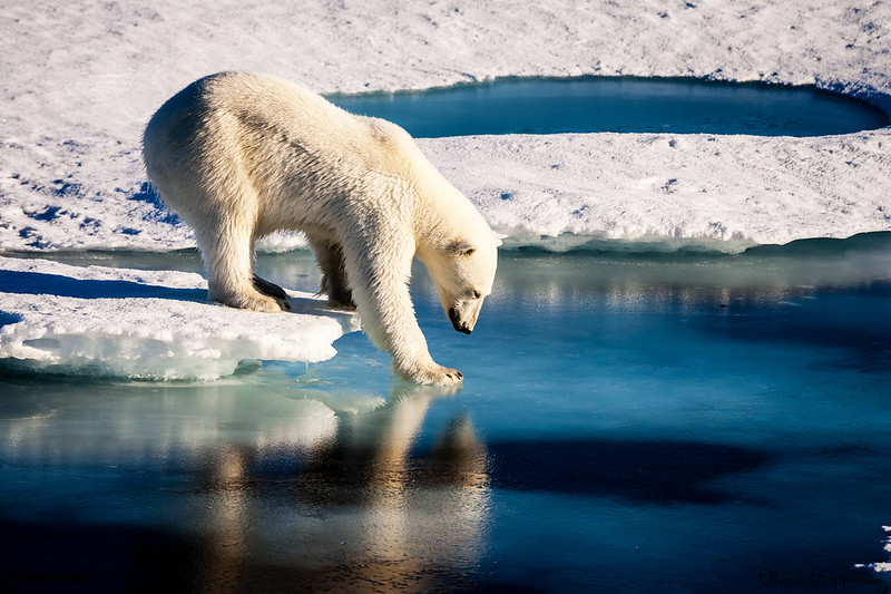 A polar bear steps off an ice slab.
