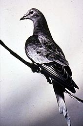 Martha was the last passenger pigeon.