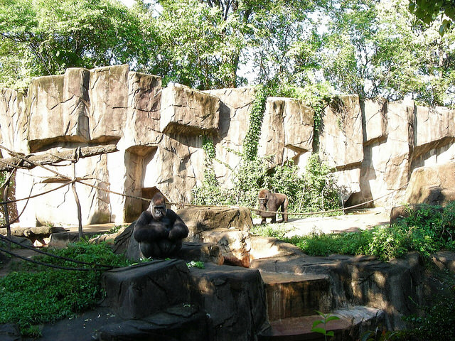 The gorilla habitat at the Cincinnati Zoo.