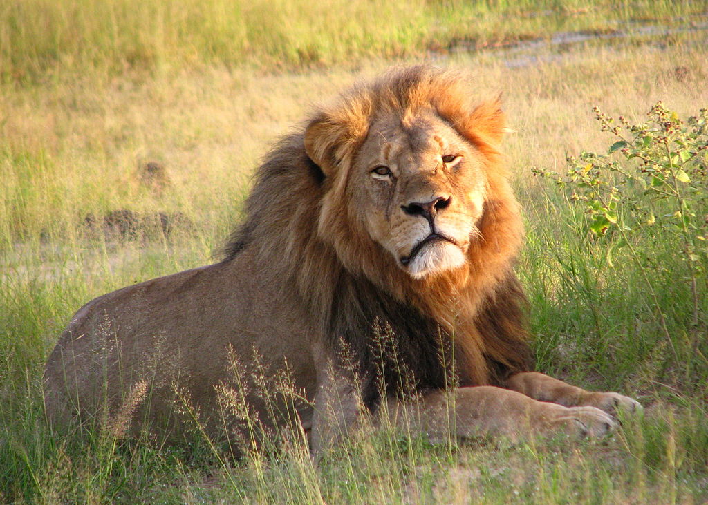 2010 Photograph of Cecil the lion.