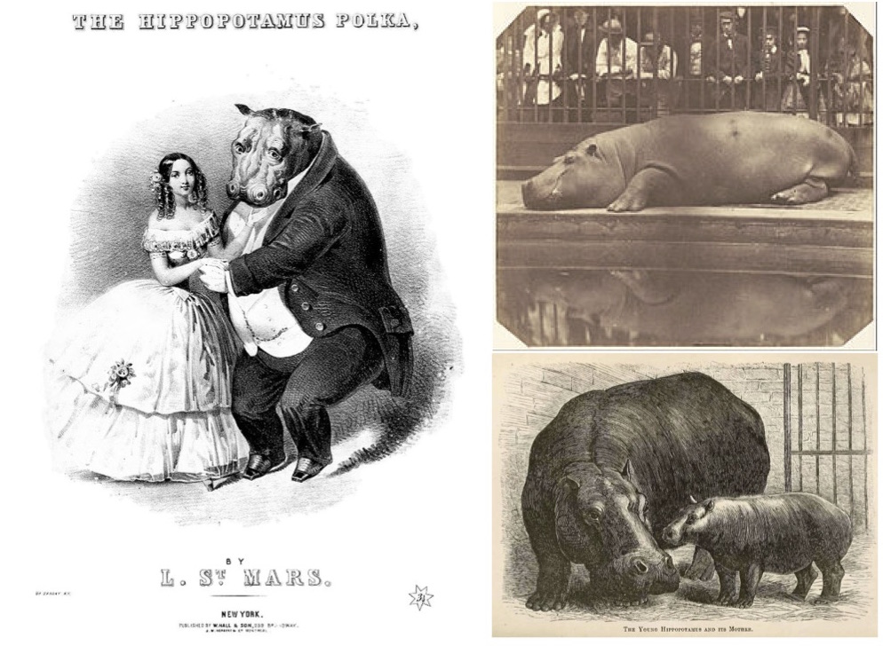 On the left, sheet music for 'The Hippopotamus Polka.' On the top right, crowds watching Obaysch. On the bottom right, Adhela, Obaysch’s partner, and Guy Fawkes.