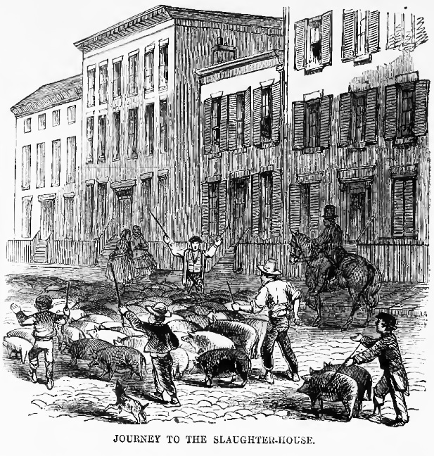 The picture 'Journey to the Slaughterhouse' was first published in Harper's Weekly.