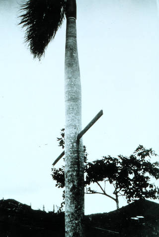 September 13, 1928 photograph depicting a ten foot long two by four driven through a palm tree by the winds of the San Felipe hurricane.