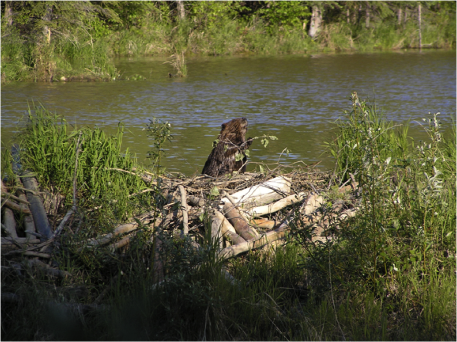A beaver and its dam.