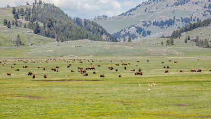 Bison and pronghorn in Lamar Valley, Yellowstone National Park.