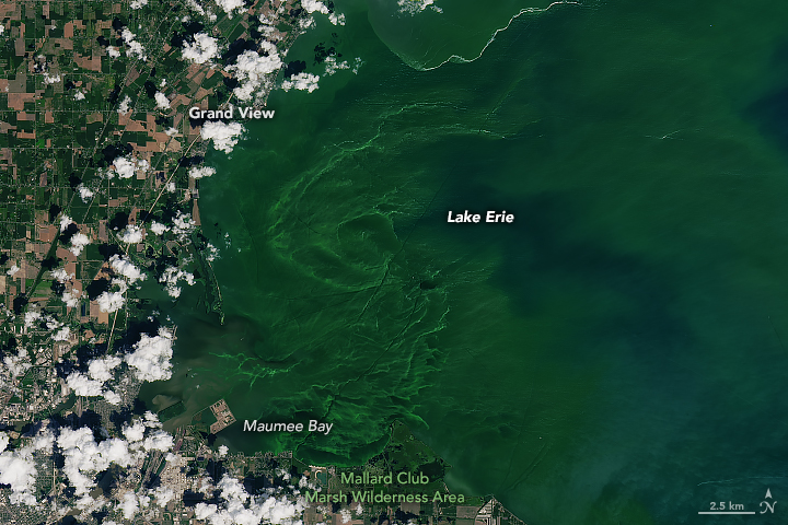 This 2019 NASA image of Lake Erie near Maumee Bay, Ohio, shows a severe bloom of blue-green algal.