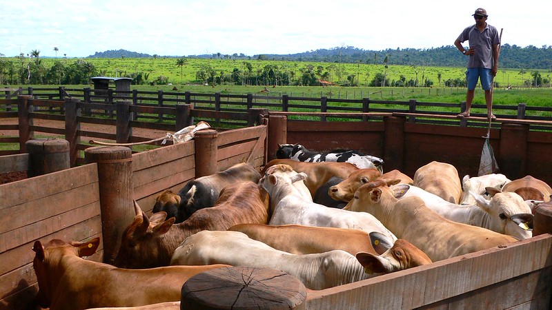 Corralled cattle in the Amazon in 2007.