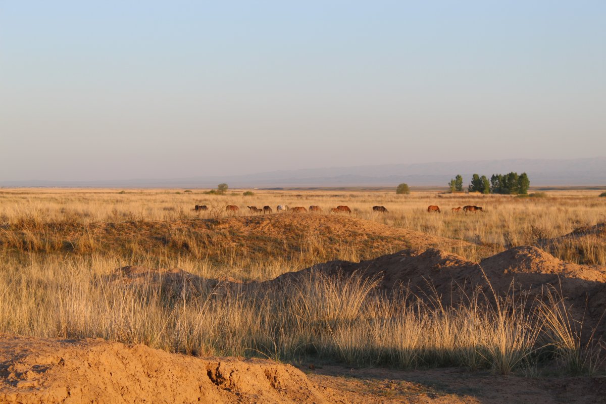 Herd of horses on desert-steppe.