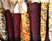 Conserving Diversity at the Dinner Table: Plants, Food Security, and Gene Banks