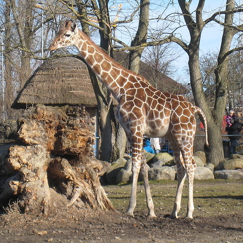 Giraffes at the Copenhagen Zoo.