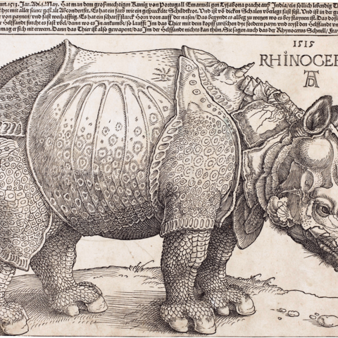 A drawing by Albrecht Dürer of the rhinoceros exchanged between the Sultan of Malacca, the Portuguese Governor of India, and the King of Portugal.