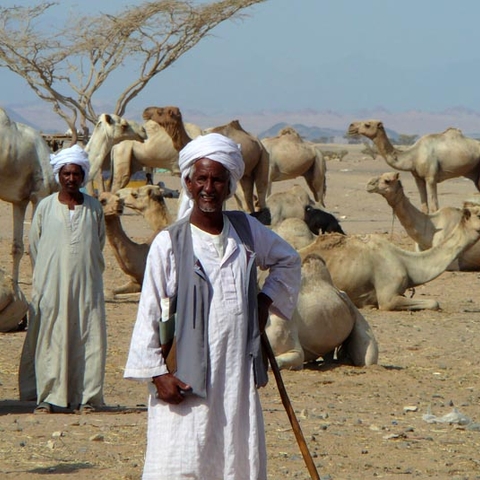 Beja Bedouins in Sudan with Camels.