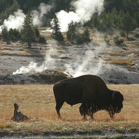 A bison in Yellowstone National Park.