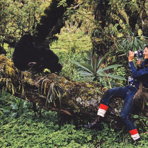 Bob Campbell Photograph Of Dian Fossey Filming Orphaned Gorillas Coco And Pucker, Rwanda 1969, Bob Campbell