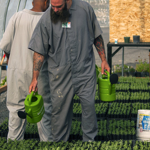 Inmates at a Washington State prison growing sagebrush for the Bureau of Land Management in 2015.