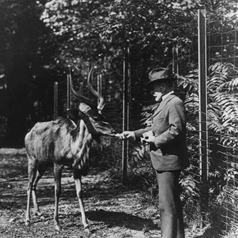 William Temple Hornaday feeds an antelope.