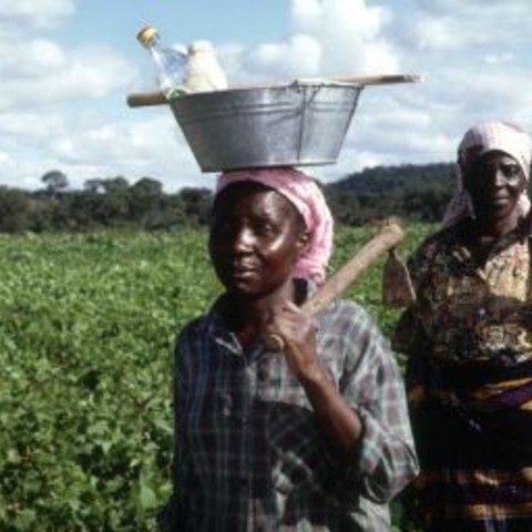 Rural Women carrying crops in Zimbabwe