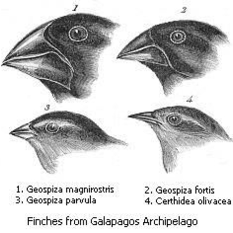 Taxonomy of Galapagos (Darwin's) Finches, showing evolutionary differences. From Darwin's trip on the HMS Beagle