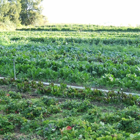 Organic cultivation of mixed vegetables in California, a new trend in agricultural production