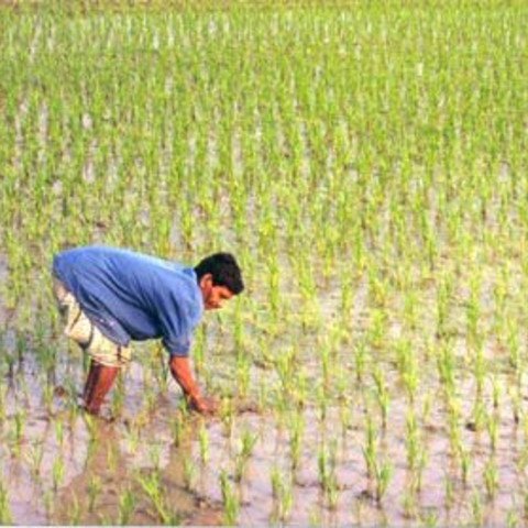 A Bangledeshi man working a rice field