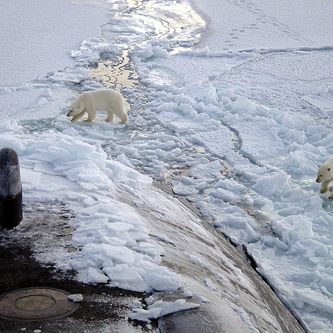 Three polar bears approach the starboard bow of the submarine "USS Honolulu" while surfaced 280 miles from the North Pole in 2003