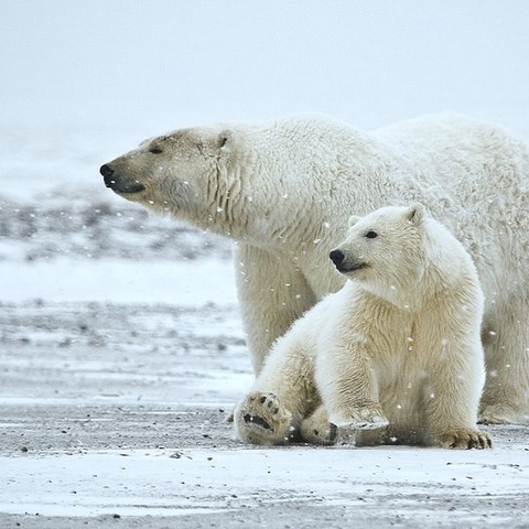 Polar bears in the Arctic National Wildlife Refuge