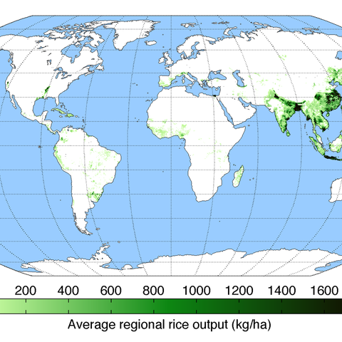 Worldwide rice production in 2000