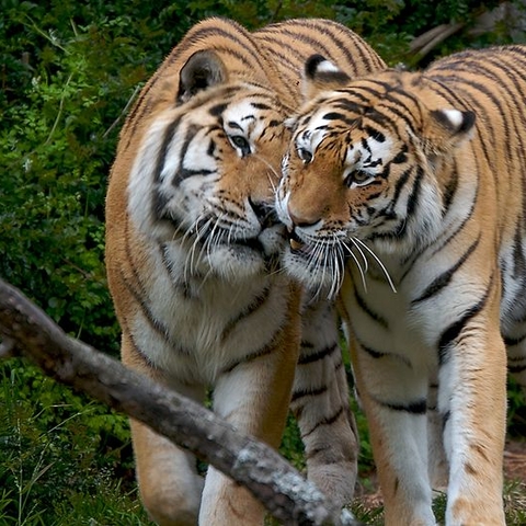 Two Siberian tigers in the San Francisco Zoo.