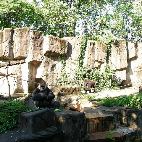 The gorilla habitat at the Cincinnati Zoo.