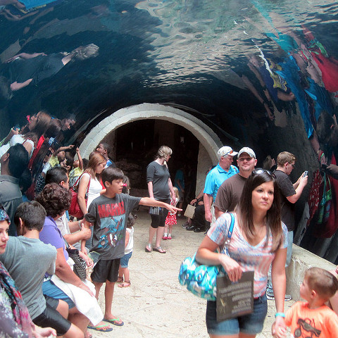 Children and adults walk through the tunnels of the Dallas World Aquarium Zoo.