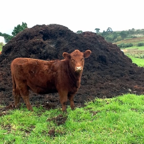 A cow in front of a manure pile in 2012.