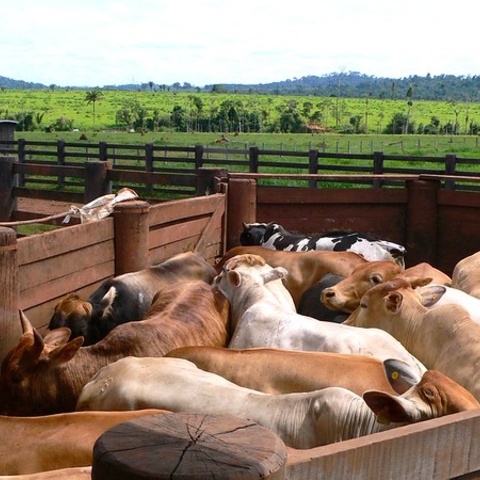 Corralled cattle in the Amazon in 2007.