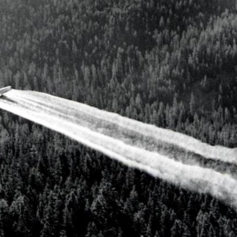 DDT being sprayed liberally across the conifer forests throughout North America.