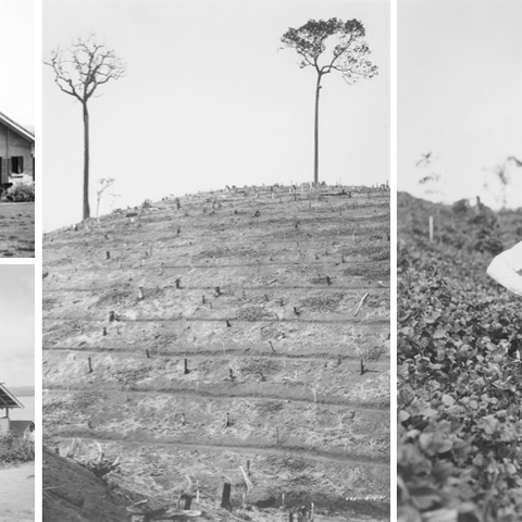 On the top left, a Johnson house in Fordlandia in 1935. On the bottom left, a plantation laborer’s house. In the center, a Fordlandia terraced hillside. On the right, John Rogge holds a one-year old rubber tree.