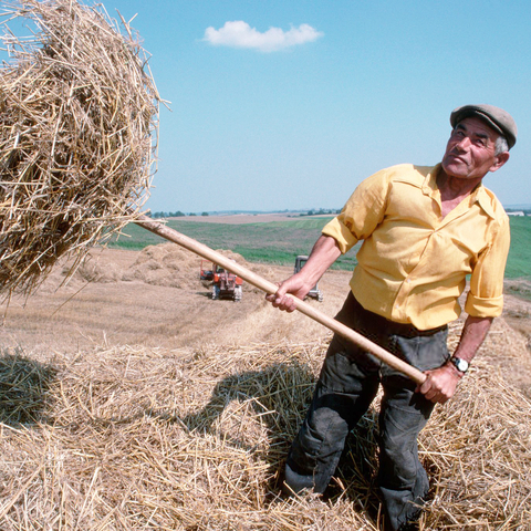 a man harvesting wheat - Lviv, Ukraine 1991 Wheat Harvest on Collective Farm 1991 by Manhhai, Flickr, cc-by 2.0