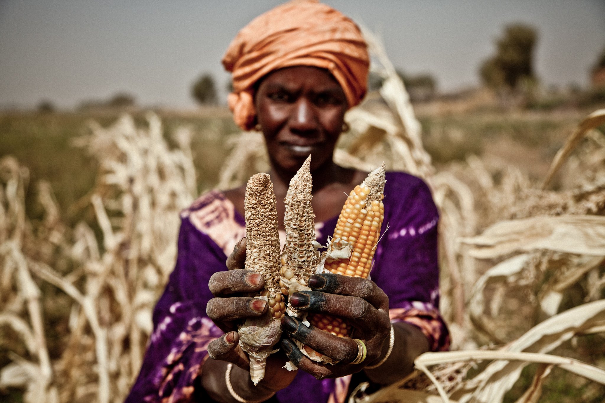 In Mauritania, Aissata Abdoul Diop shows how the maize ears have dried in the drought stricken garden, 2012. 