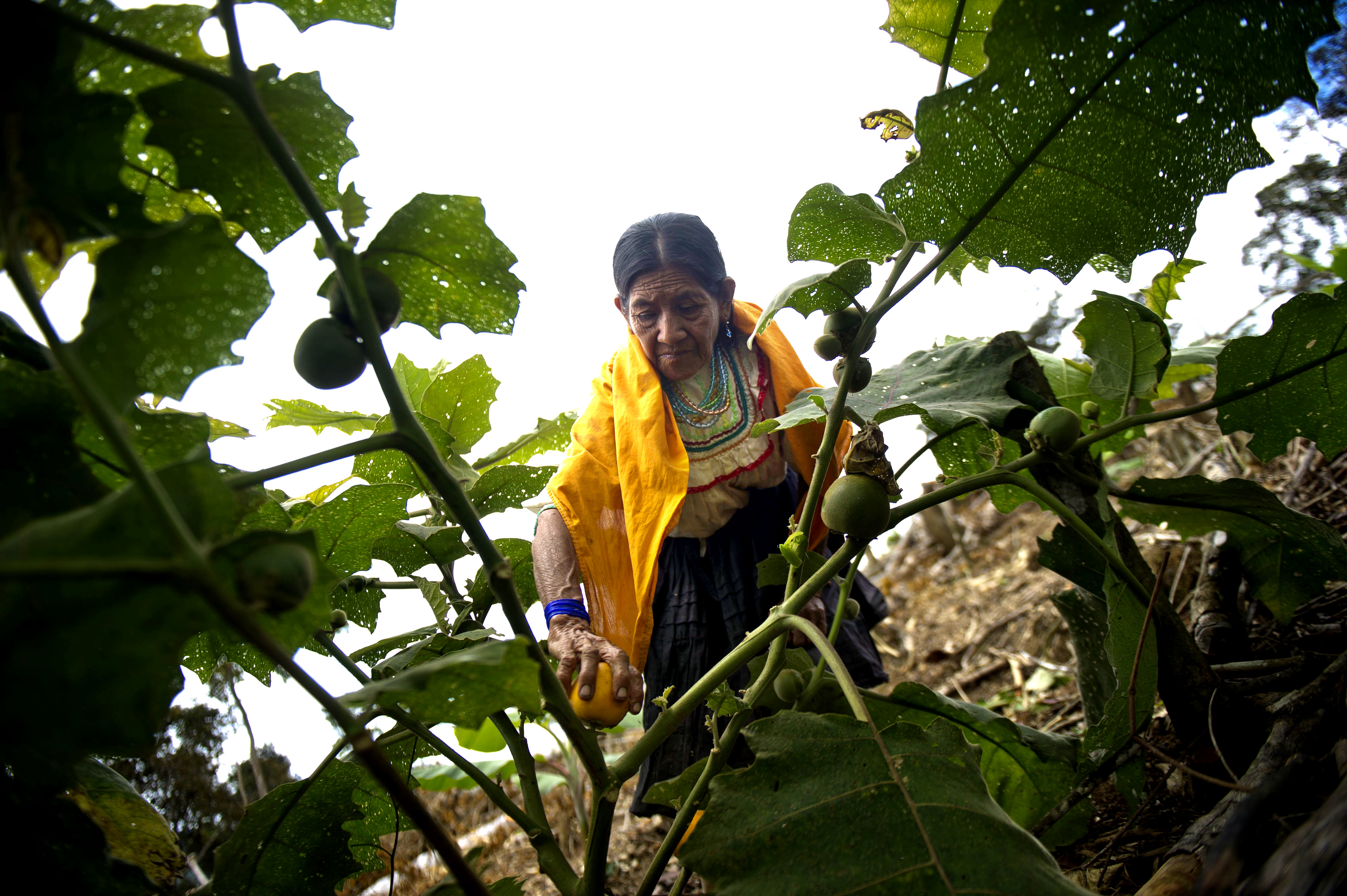 Women working at a farm at Lamas district in Peru, 2014. (Photo by CIF Action)