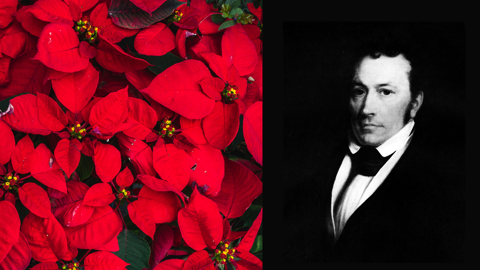 red poinsettia plants and Joel Poinsett