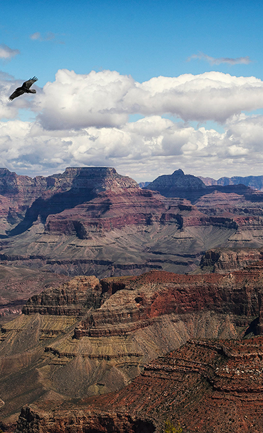 a bird flying over the Grand Canyon