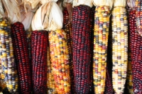 In the last fifty years, global agricultural practices have favored growing ever fewer varieties of high-yielding crops, leading to fears that the loss of genetic diversity in food leaves the growing human population exposed to risks of food shortages from disease, pests, and climate change.