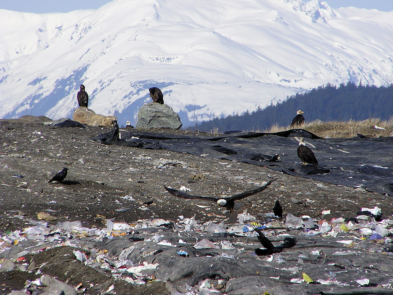 Bald Eagles and crows at Juneau Dump, Alaska, 2003.