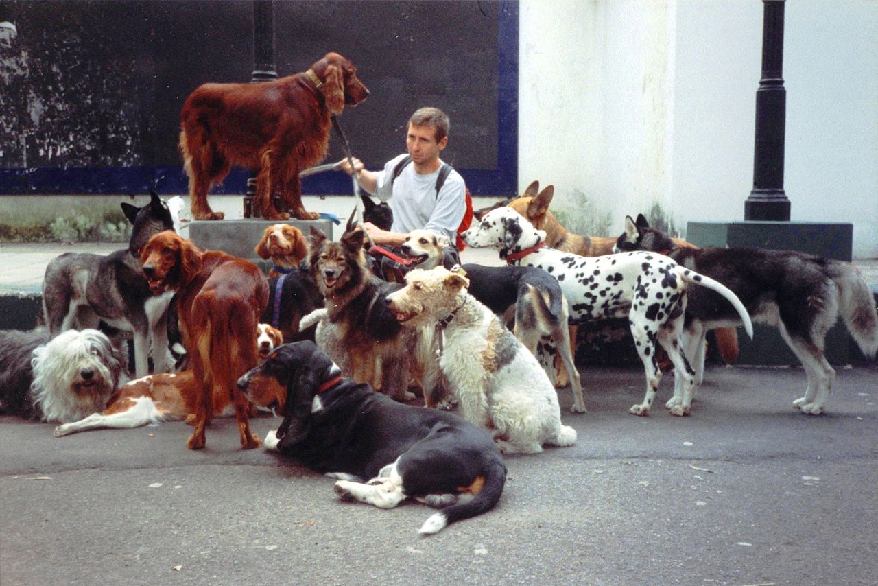 A group of dogs on a walk in Buenos Aires, Argentina, 1998.