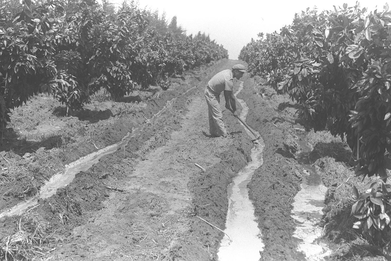 A KIBBUTZ MEMBER IRRIGATING ORANGE TREES, 1935