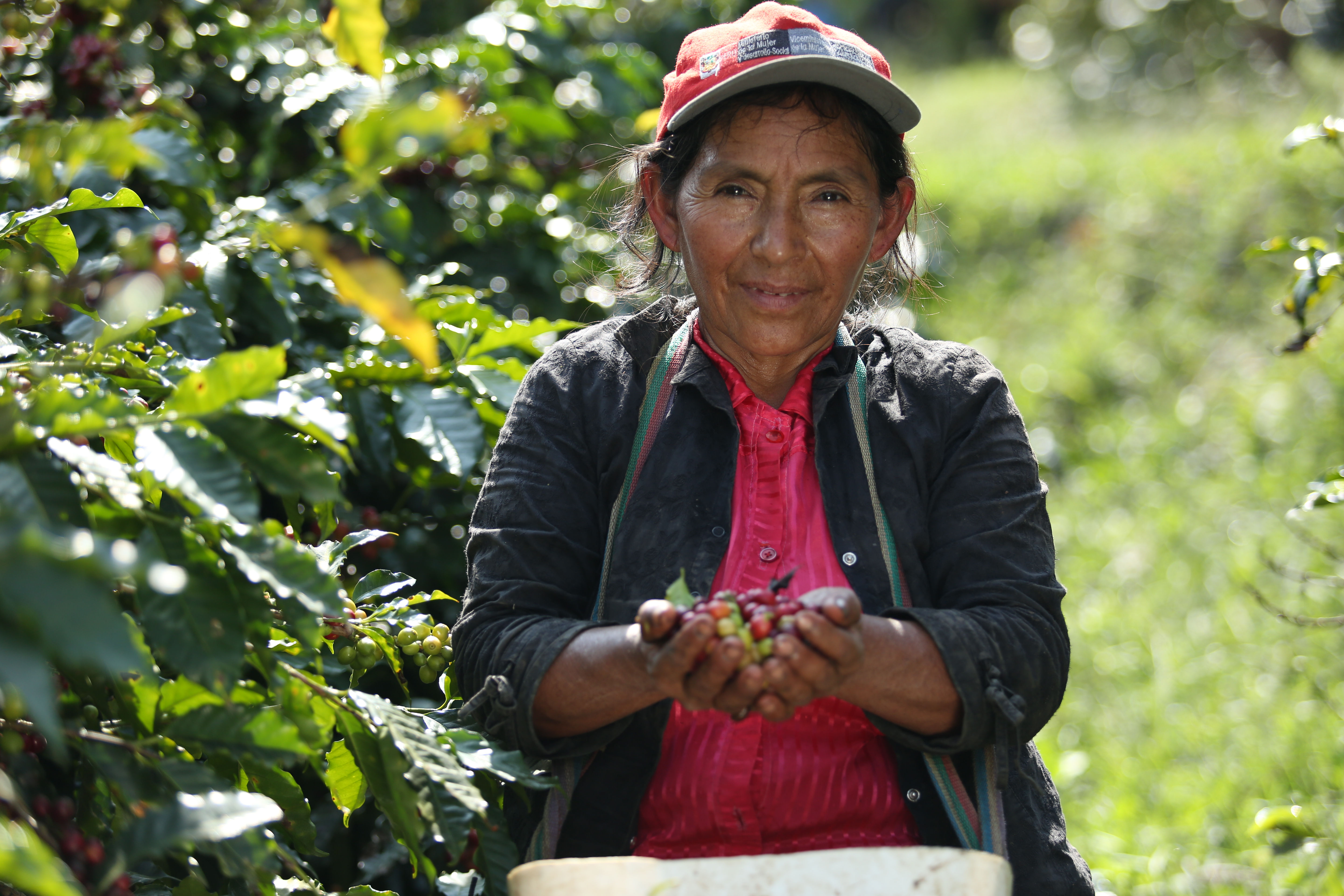 A woman gathers coffee grown at the Experimental Center for Coffee in San Ignacio, Peru Eastern Cordillera Real Landscape. (Photo by Juan Carlos Isaza - Natibo/WWF) 