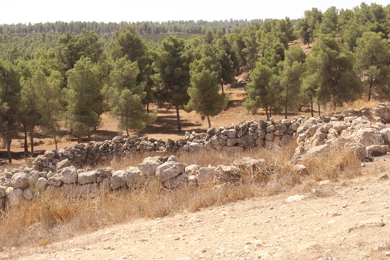 The Yatir Forest was planted to demonstrate Israeli agricultural and technological verve in the desert, and includes a vineyard.  But it has obliterated a diverse ecosystem.