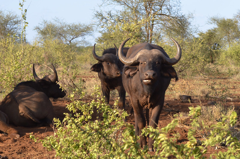 Buffalo in Meru National Park, Kenya, at the site where the last animal tested positive for rinderpest before it was declared eradicated.