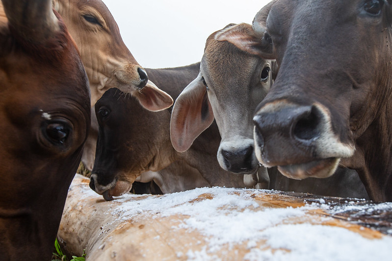 Cattle in Peru, 2018. (Photo by Marlon del Aguila Guerrero/CIFOR)