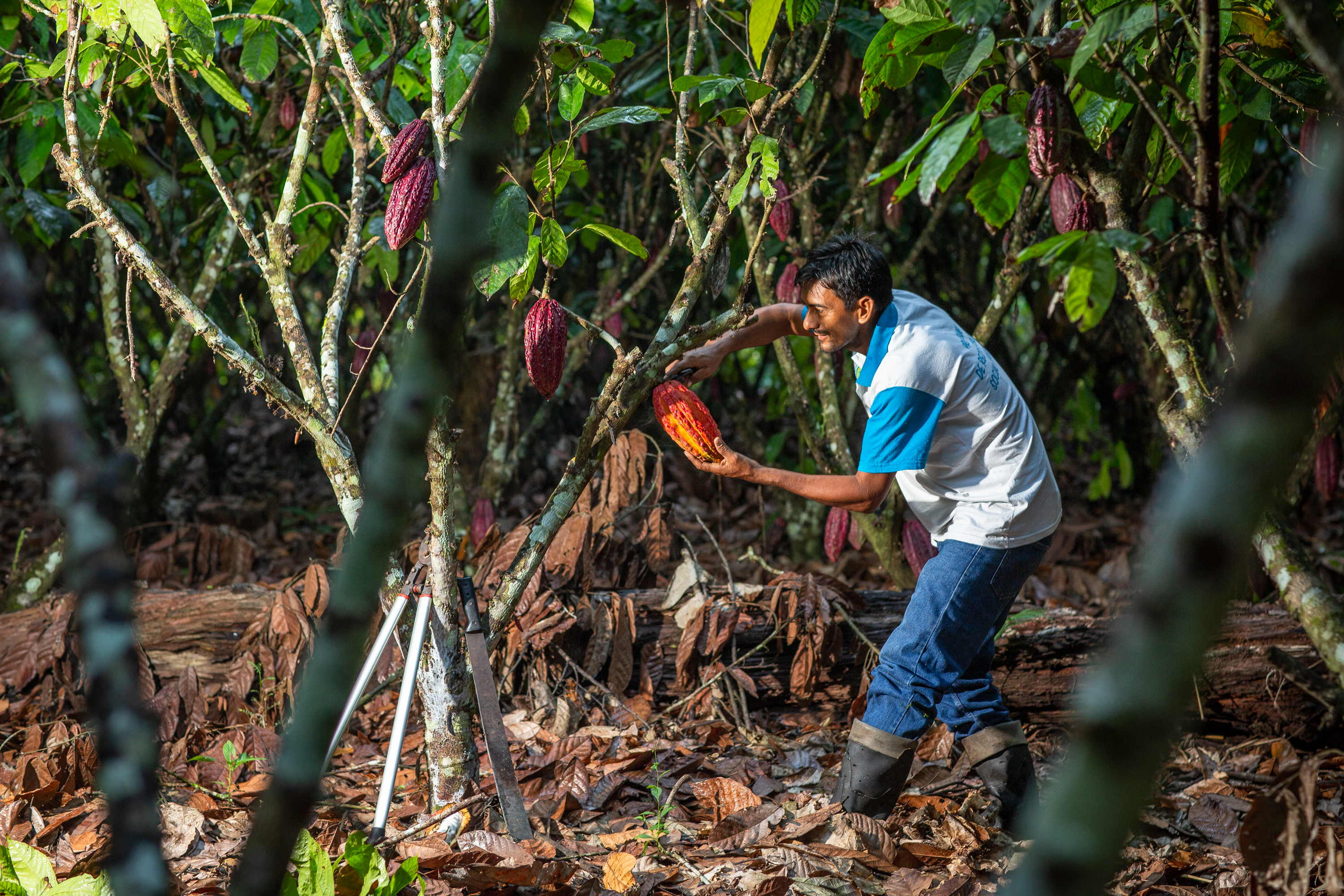 A cacao farm in Peru, 2019. (Photo by Marlon del Aguila Guerrero/CIFOR)