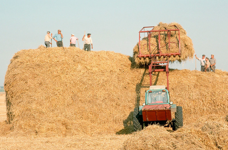 Wheat harvest on a farm in Lviv, Ukraine, 1991.