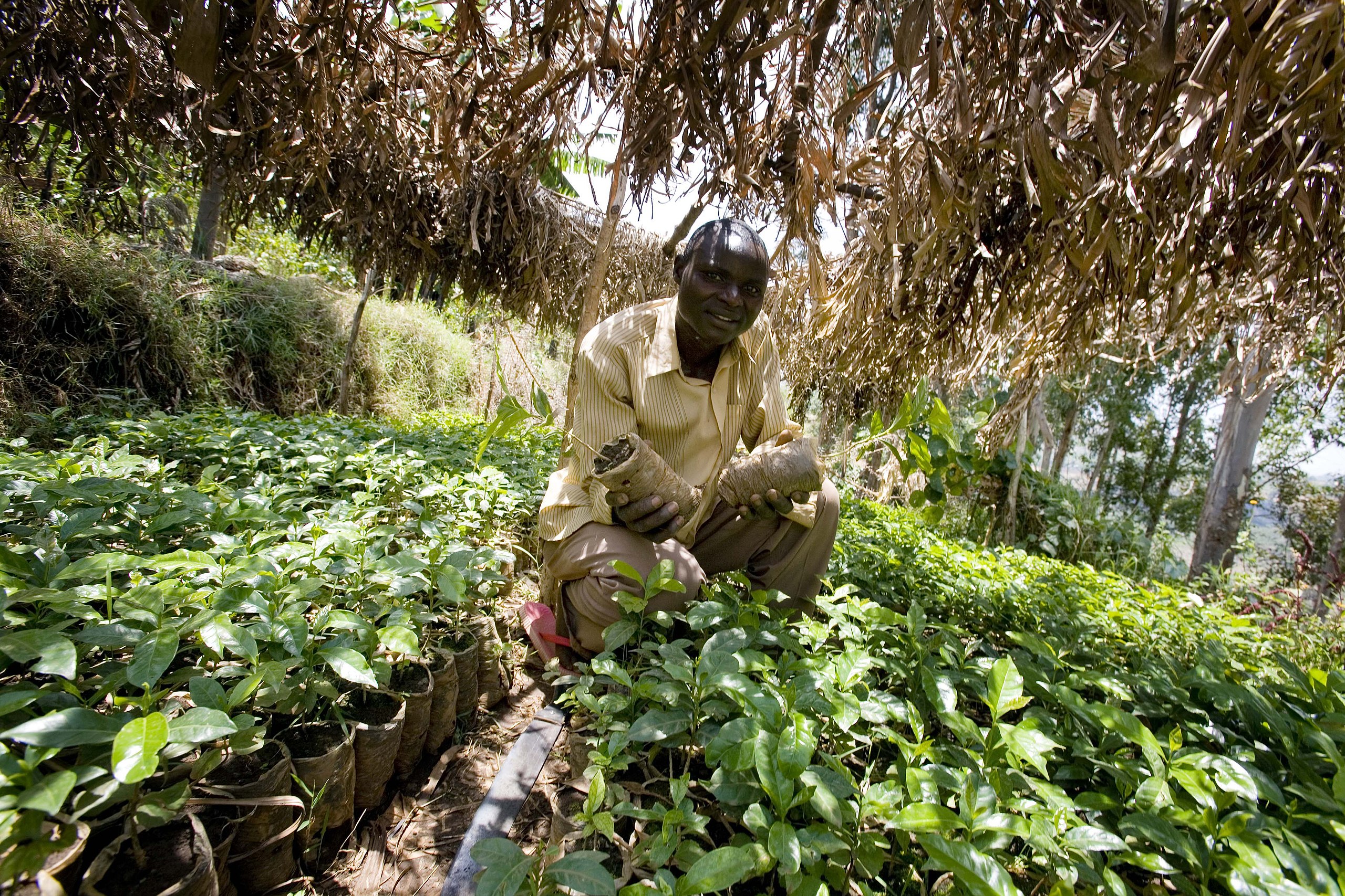 A man tends to his newly planted tree seedlings in a nursery in Arokwo Village, Kapchorwa, Uganda, in 2008.